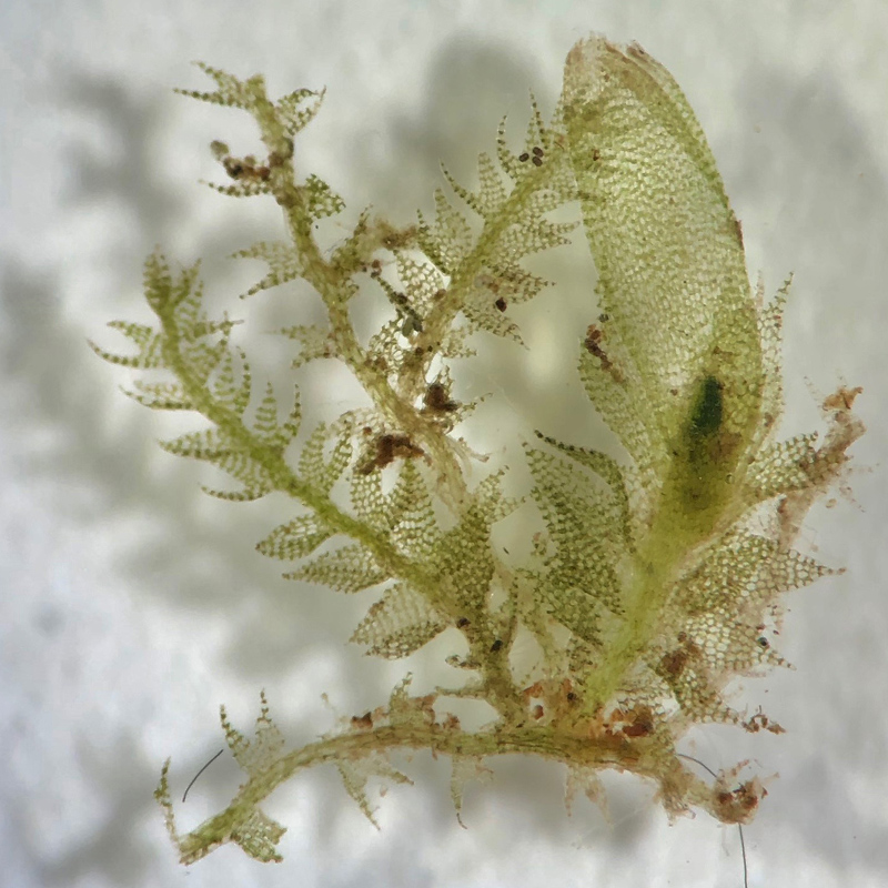 Cephalozia bicuspidata